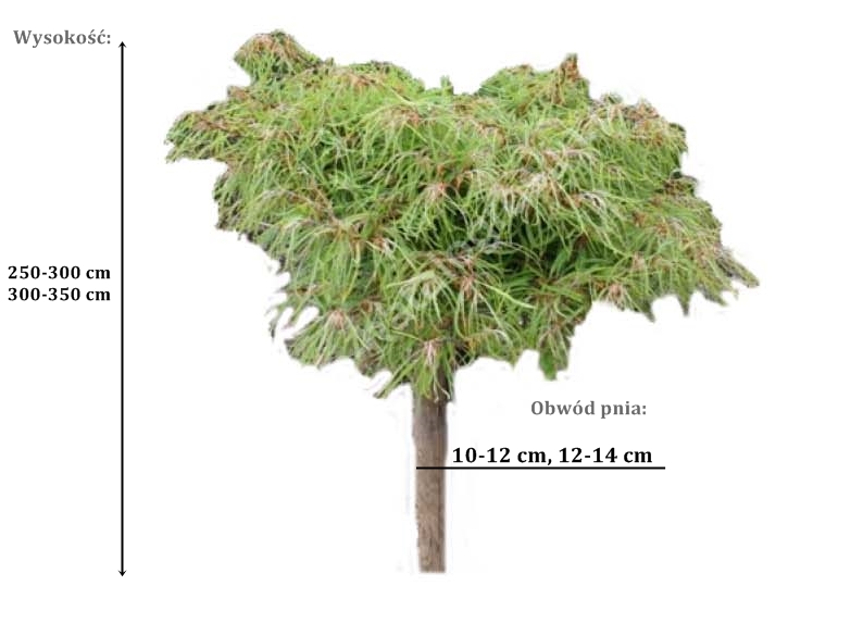buk mercedes - duze sadzonki drzewa o roznych obwodach pnia